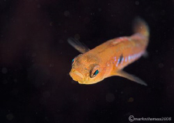 Two-spot Goby.
Aughrusbeg, Connemara.
60mm. by Mark Thomas 